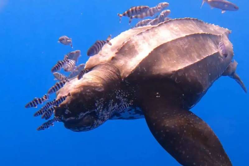 World’s largest sea turtle makes rare Tenerife appearance