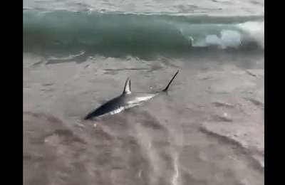 VIDEO: Shark spotted on the shoreline at Las Vistas beach in Los Cristianos