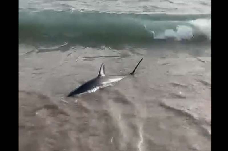 VIDEO: Shark spotted on the shoreline at Las Vistas beach in Los Cristianos