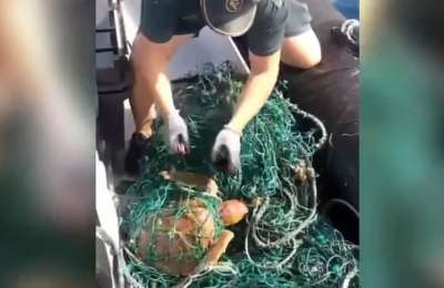 VIDEO: Guardia Civil find two loggerhead turtles trapped in fishing nets off Tenerife