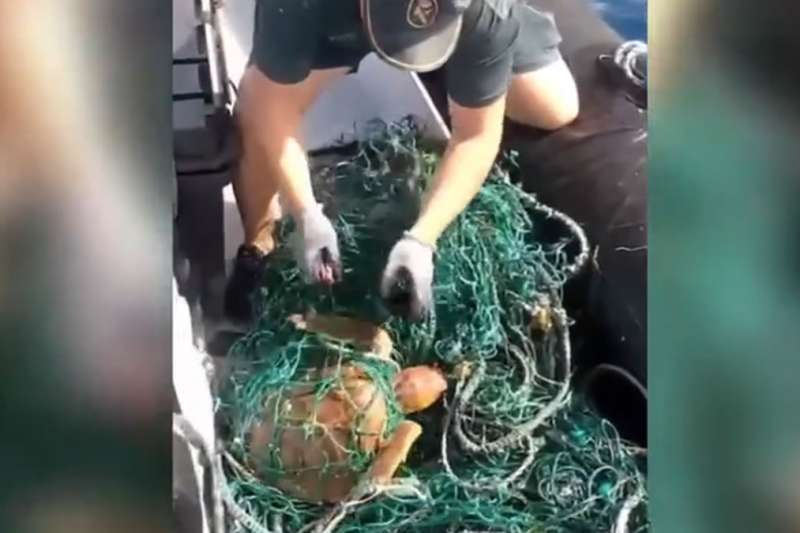 VIDEO: Guardia Civil find two loggerhead turtles trapped in fishing nets off Tenerife