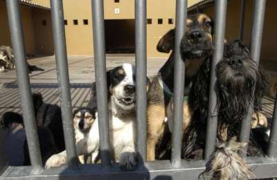 New €4 million animal shelter planned for Gran Canaria