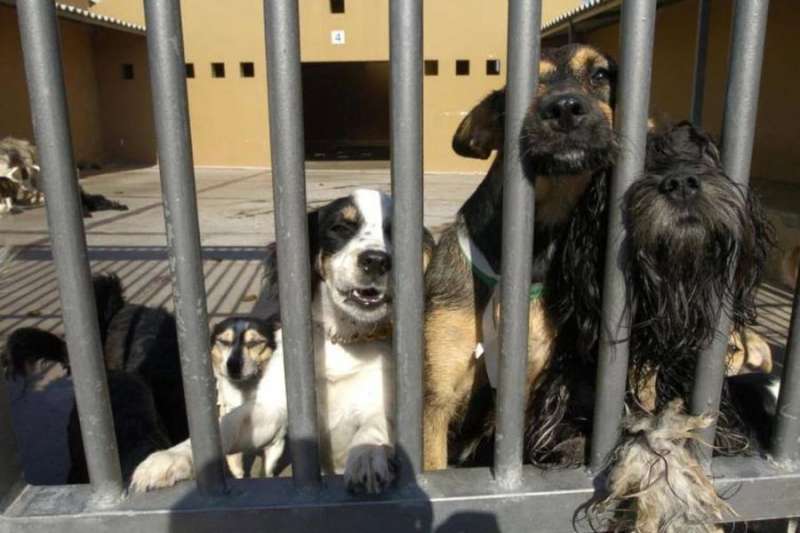 New €4 million animal shelter planned for Gran Canaria