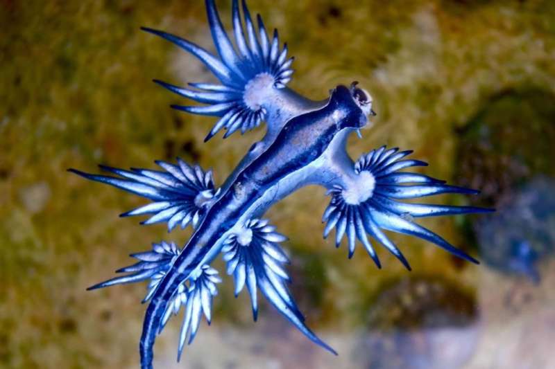 Dangerous ‘blue dragon’ forces beach closure in Lanzarote