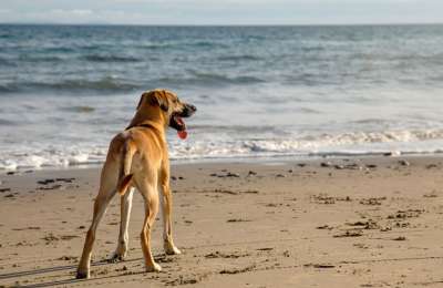 Mogán takes steps to attract Europe’s 73 million dog-owning families