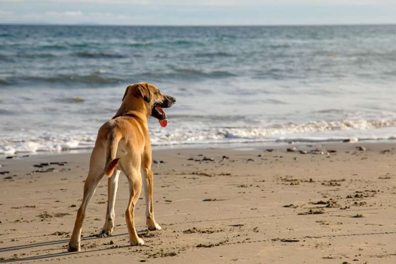 Mogán takes steps to attract Europe’s 73 million dog-owning families