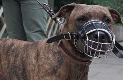 Unmuzzled dogs seized in Gran Canaria after repeated attacks