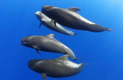 Canary Islands sea temperatures expected to rise less than one degree by 2050