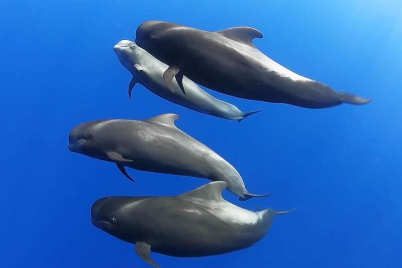 Canary Islands sea temperatures expected to rise less than one degree by 2050