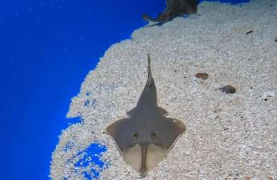 Three guitarfish pups born at Loro Parque in conservation breakthrough