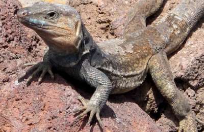 ‘Green corridor’ project aims to conserve Gran Canaria’s unique wildlife