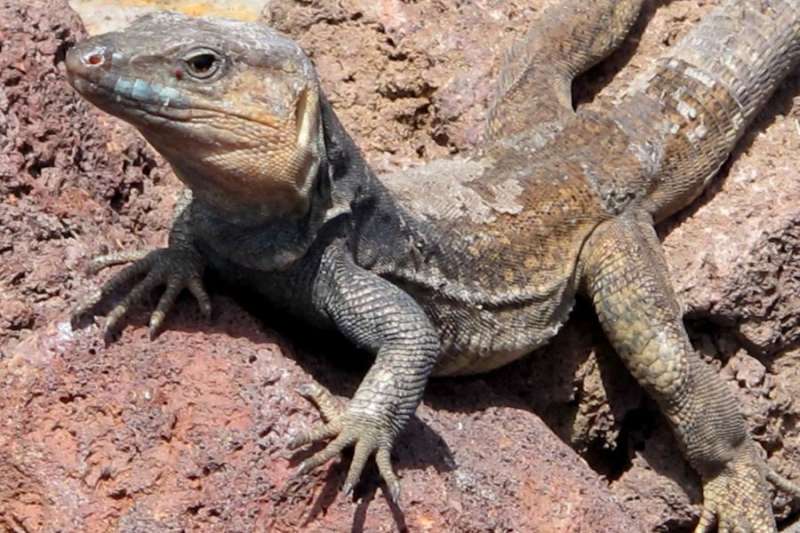 ‘Green corridor’ project aims to conserve Gran Canaria’s unique wildlife