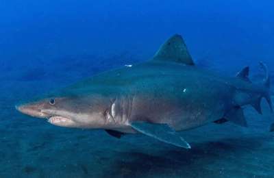 More sightings of a rare Sand Tiger Shark reported in the Canary Islands
