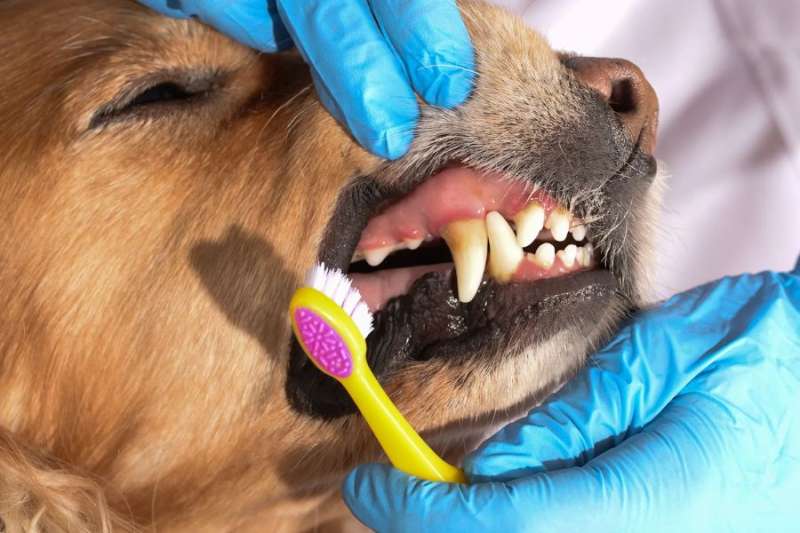Dog grooming salon in Tenerife investigated for carrying out dental procedures