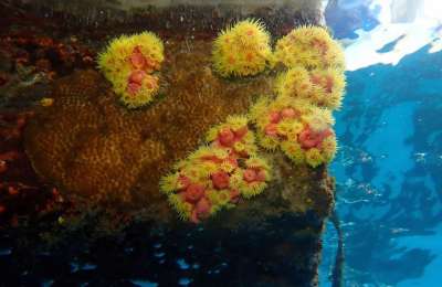Invasive Coral Threatens Canary Islands’ Marine Ecosystems