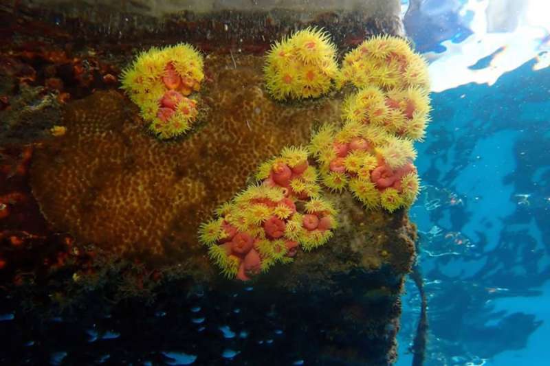 Invasive Coral Threatens Canary Islands’ Marine Ecosystems