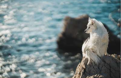 5 tips for choosing the right dog breed for life in the Canary Islands