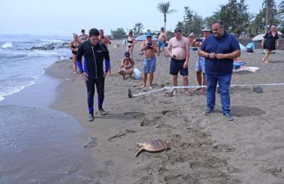 Amputee turtle returns to the sea 