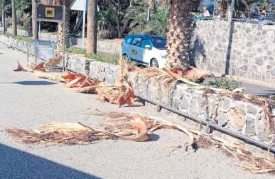 Dispute finally resolved to address dead trees and vegetation at Canary Airports
