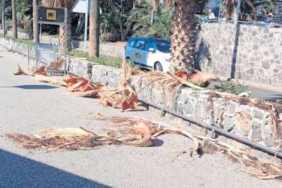 Dispute finally resolved to address dead trees and vegetation at Canary Airports