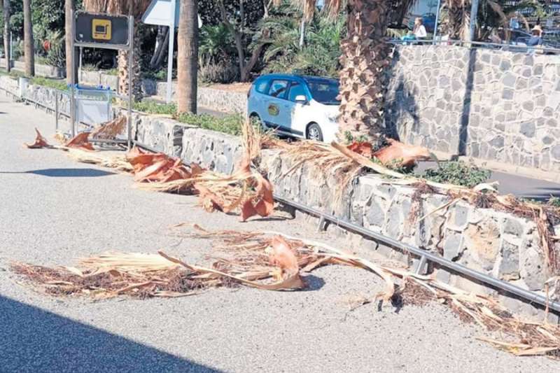 Dispute finally resolved to address dead trees and vegetation at Canary Airports