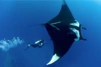 Endangered giant manta ray seen in Canary Island waters