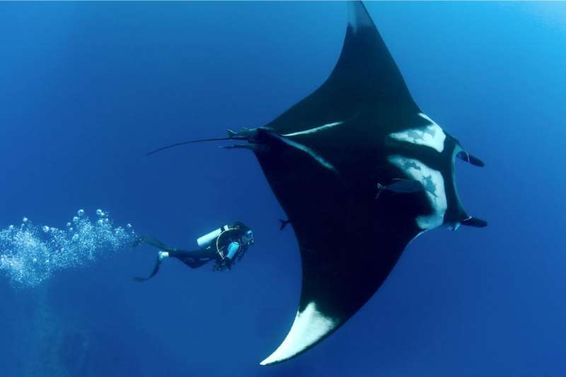Endangered giant manta ray seen in Canary Island waters