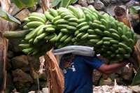 Two men accused of stealing 500 kilos of bananas and avocados