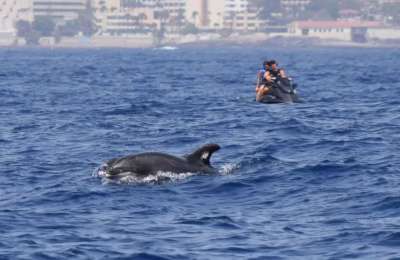 Whale sanctuary in Tenerife is under threat from uncontrolled tourism