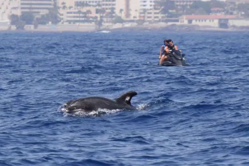Whale sanctuary in Tenerife is under threat from uncontrolled tourism