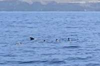 Seven holidaymakers fined for swimming with whales and dolphins