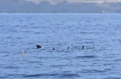 Seven holidaymakers fined for swimming with whales and dolphins