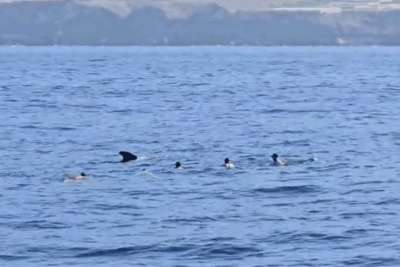 Seven holidaymakers fined for swimming with whales and dolphins