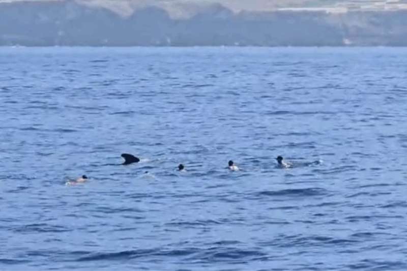 Seven holidaymakers fined for swimming with whales and dolphins
