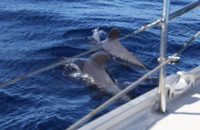 Tenerife tops illegal whale watching reports in the Canary Islands 