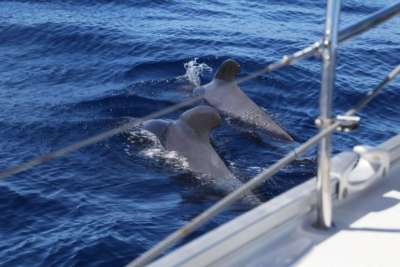 Tenerife tops illegal whale watching reports in the Canary Islands 
