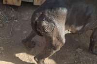 Man investigated for starving four dogs in Tenerife 