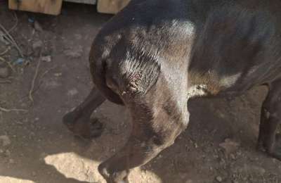 Man investigated for starving four dogs in Tenerife 
