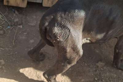 Man investigated for starving four dogs in Tenerife 