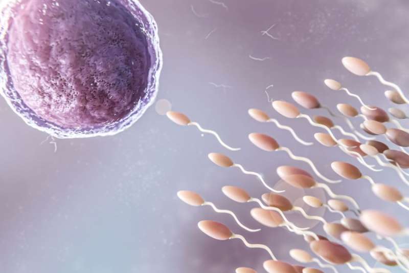 New egg and sperm bank planned for Canary Islands