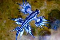 Canary Islands beach closed after sightings of dangerous ‘Blue Dragons’