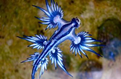 Canary Islands beach closed after sightings of dangerous ‘Blue Dragons’