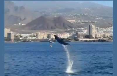 Viral Dolphin Video in Tenerife Sparks Debate: Freedom or Harassment?