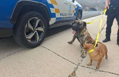 Police save loose dogs from being runover on the TF1