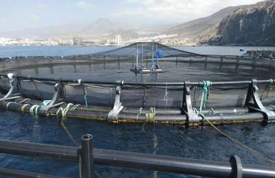 Five arrested for stealing €40,000 of Sea Bass from fish farms near Los Cristianos