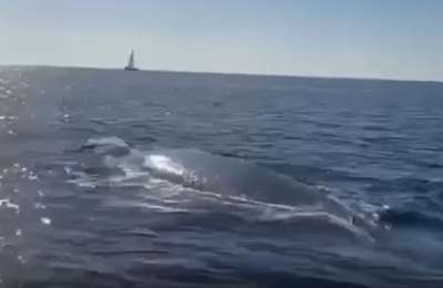 VIDEO: Sperm whale spotted off Playa Quemada in Lanzarote