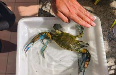 Dangerous blue crab spotted in Fuerteventura