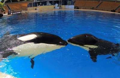 Controversy over plans to bring two French orcas to Loro Parque