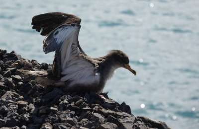 New late-night rescue team to protect lost seabirds in south Tenerife