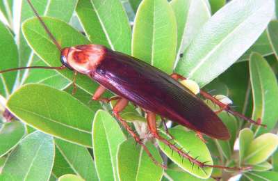 Experts warn of giant ‘American Cockroach’ spreading across the Canary Islands